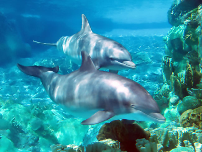 Dolphins on San Salvador