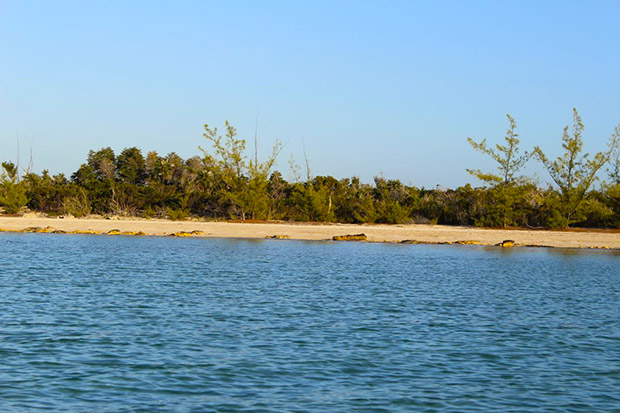 View to some of the beach on the property